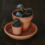 Green Plant in a clay pot
