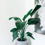Green Plant in a white pot
