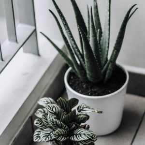 Green plant in a white pot