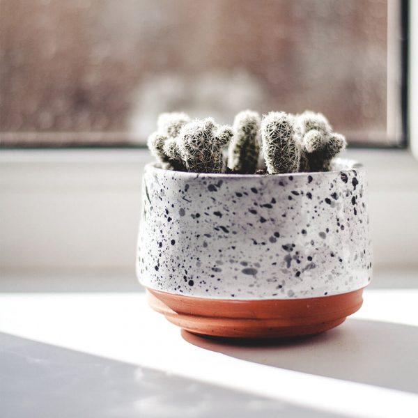 Cacti in a black and white pot