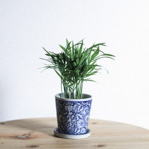 Green plant in a painted pot