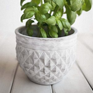 Green plant in a light gray pot