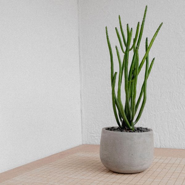 Green plant in a gray pot