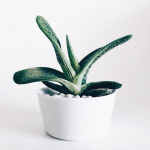 Green plant in a white pot
