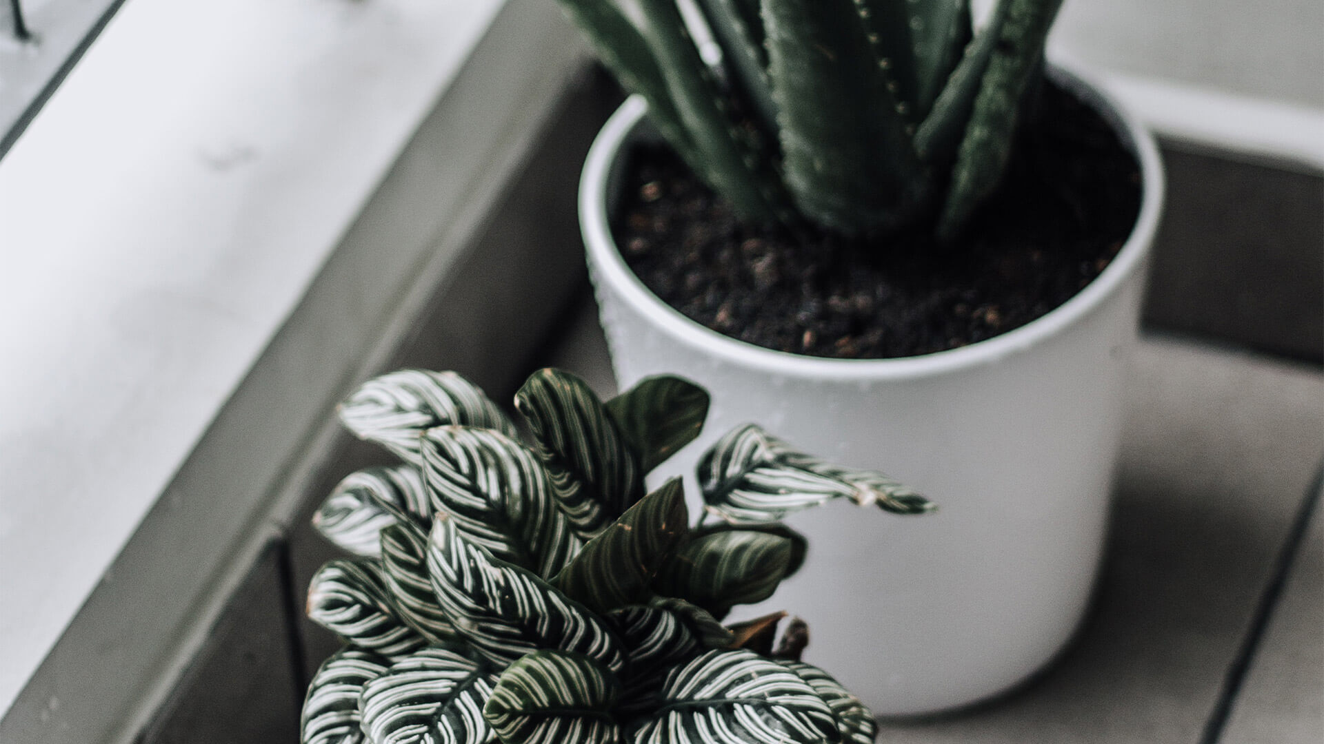 Green plant in a white pot