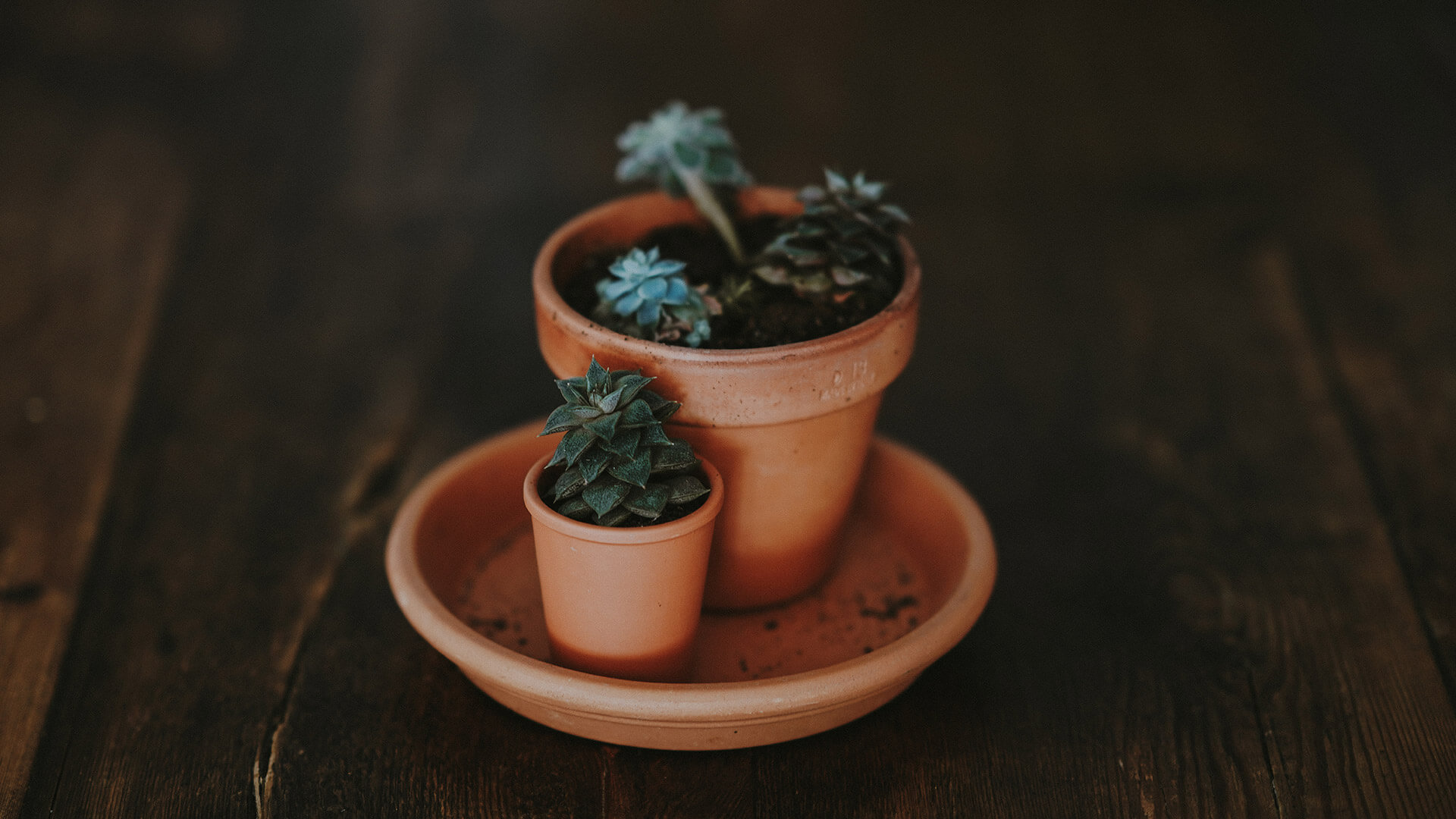 Green plants in clay pots