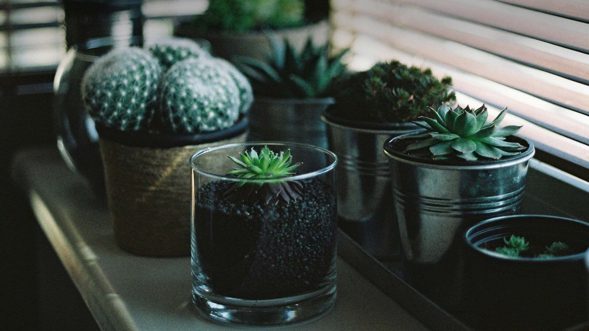 Green plants in glass pots