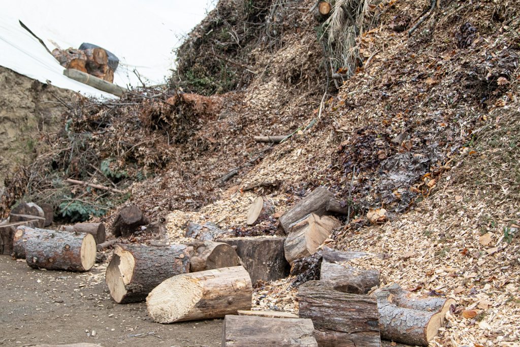 Pile of Stumps and Trees