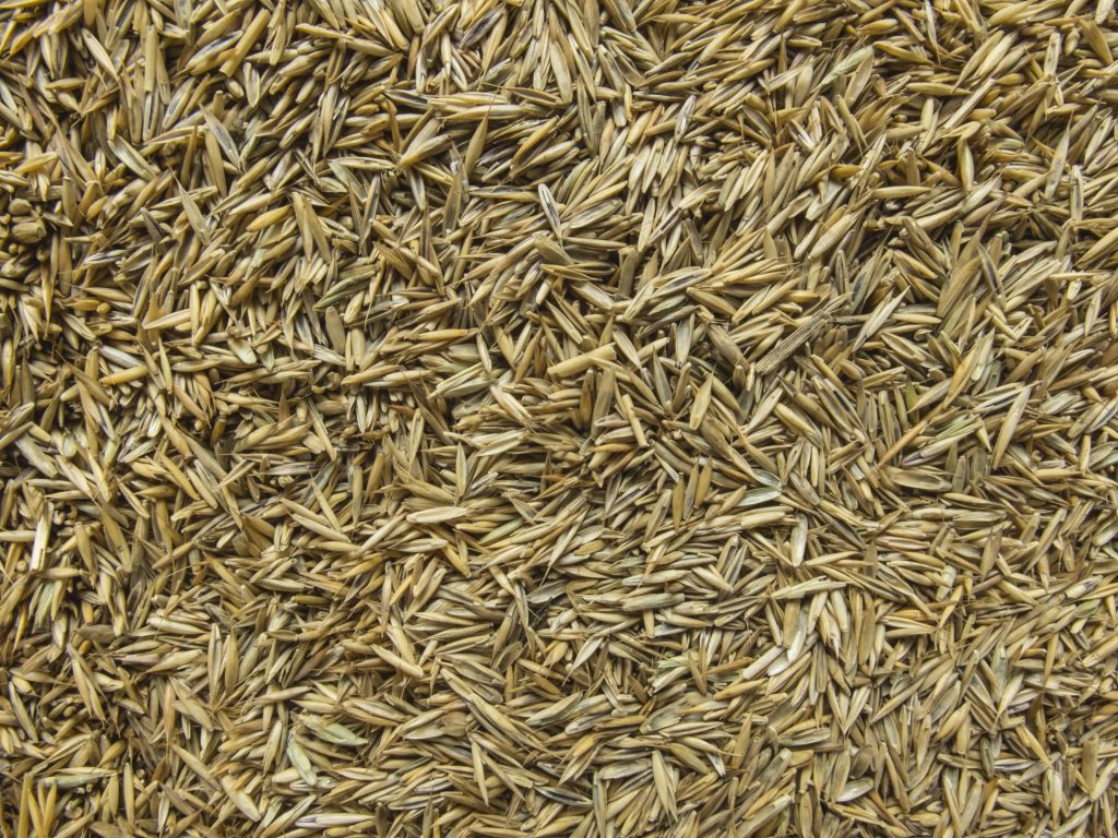 Tan-colored Grass Seed