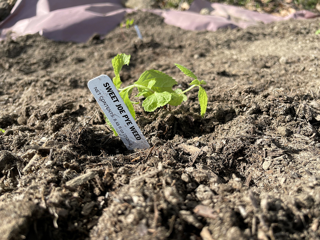 Sweet Joey PyeWeed at JA Rutter Pollinator Garden