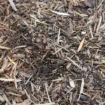 an Image of Artillery fungus growing in chipped mulch