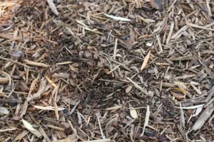 an Image of Artillery fungus growing in chipped mulch